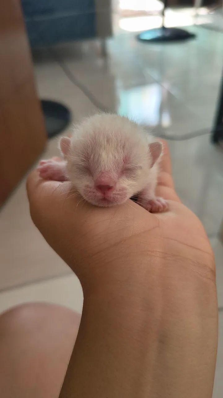 Gato - Foto 5