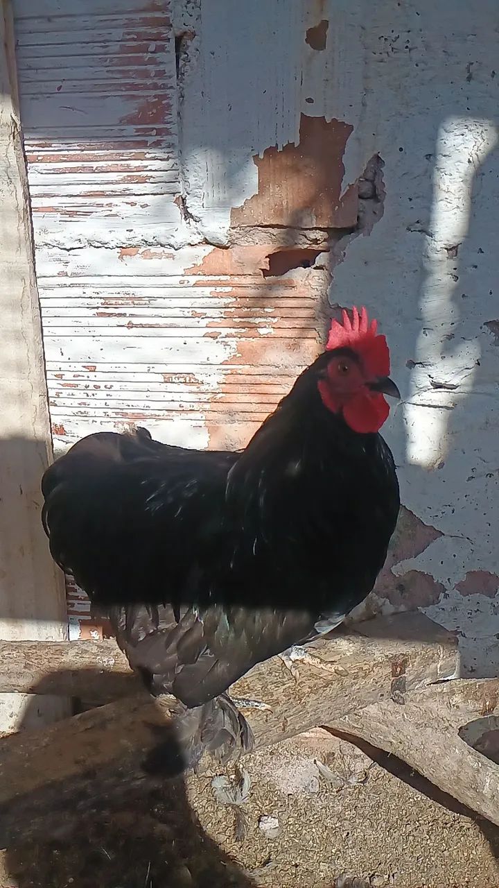 Frango Mine cochin - Foto 2