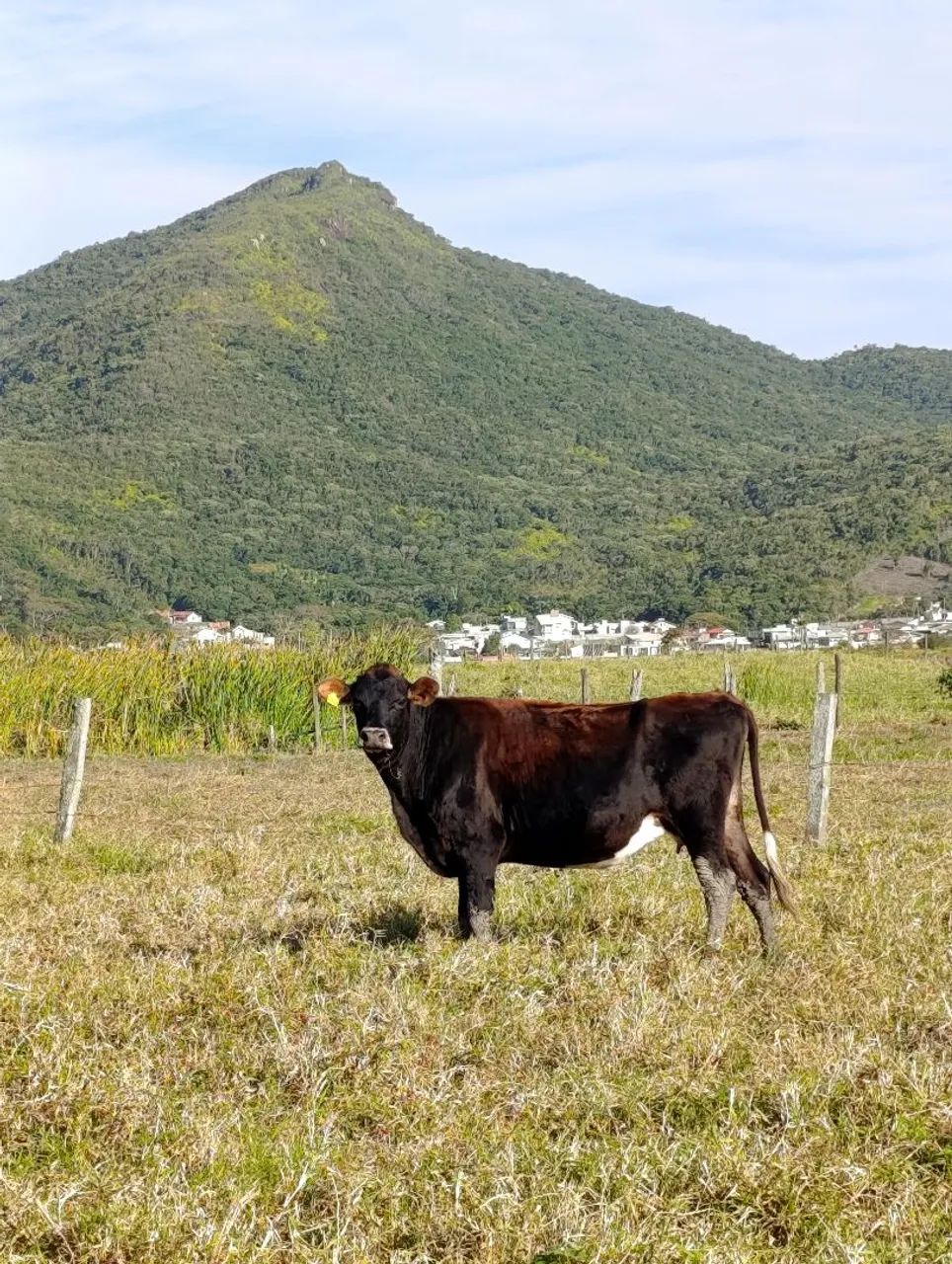 3 vacas mestiças a 9.5 R$ o kg - Foto 5