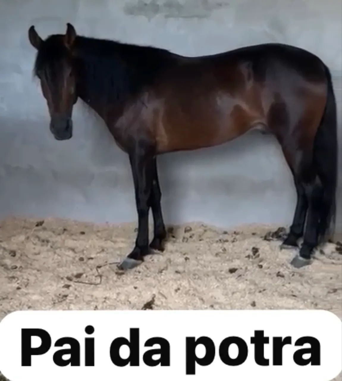 Égua com potra - Foto 3