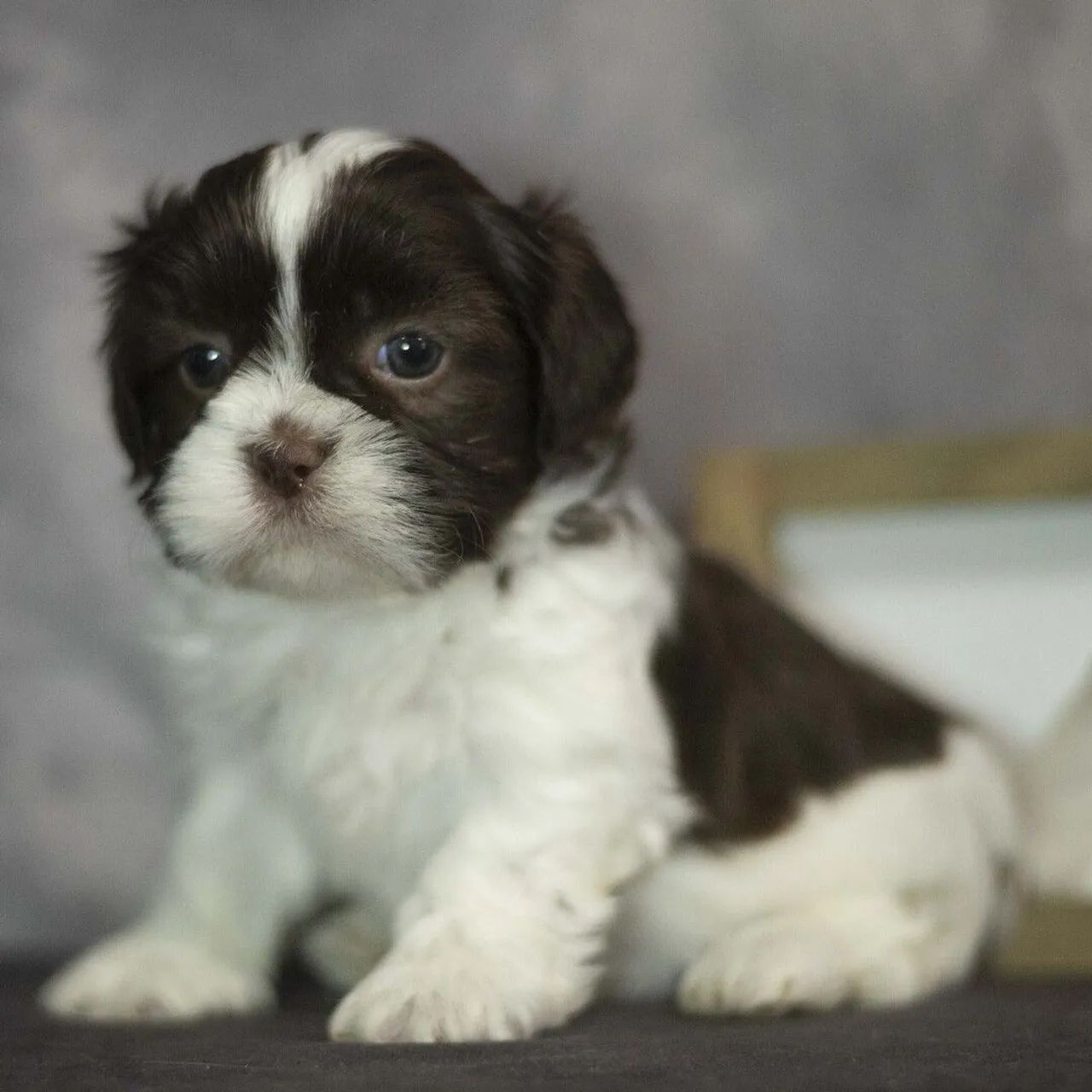 Shih tzu | Filhotes Perfeitos 