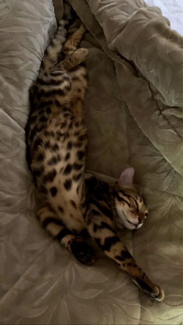 Gato Bengal macho 