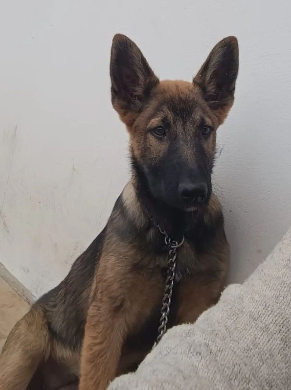 Fêmea de malinois 