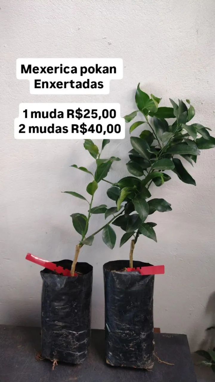 Frutíferas  - Foto 2