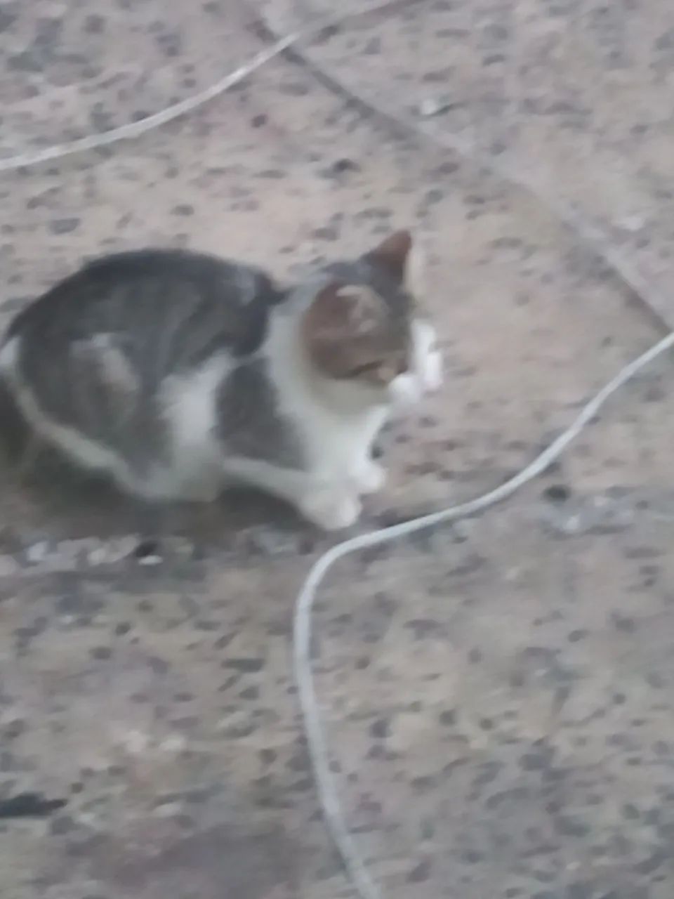 Doa- gatinhas - Foto 3
