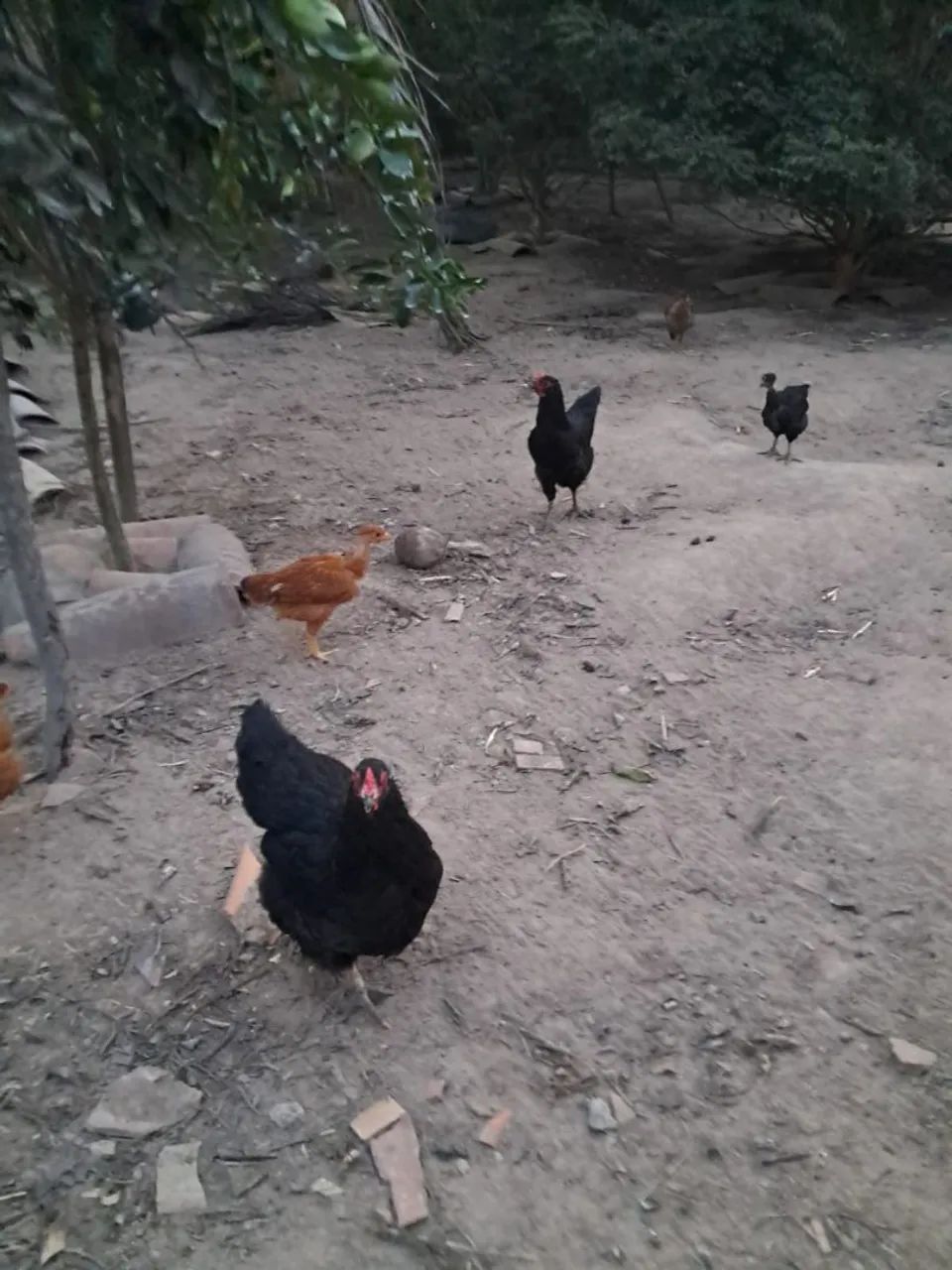 Galinhas de capoeira à venda  - Foto 2