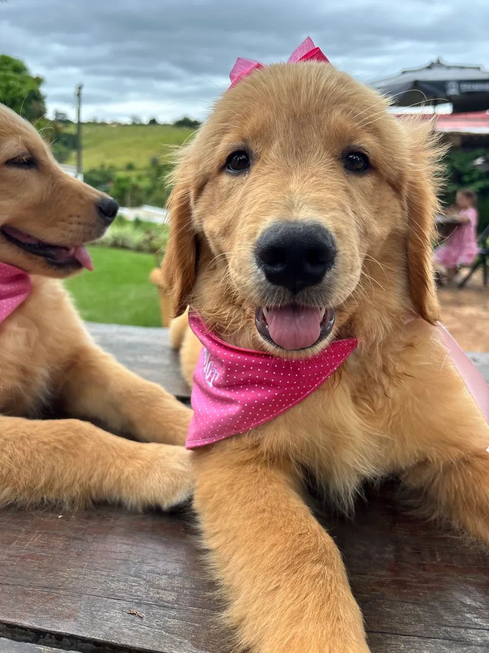 Golden Retriever  - Foto 2
