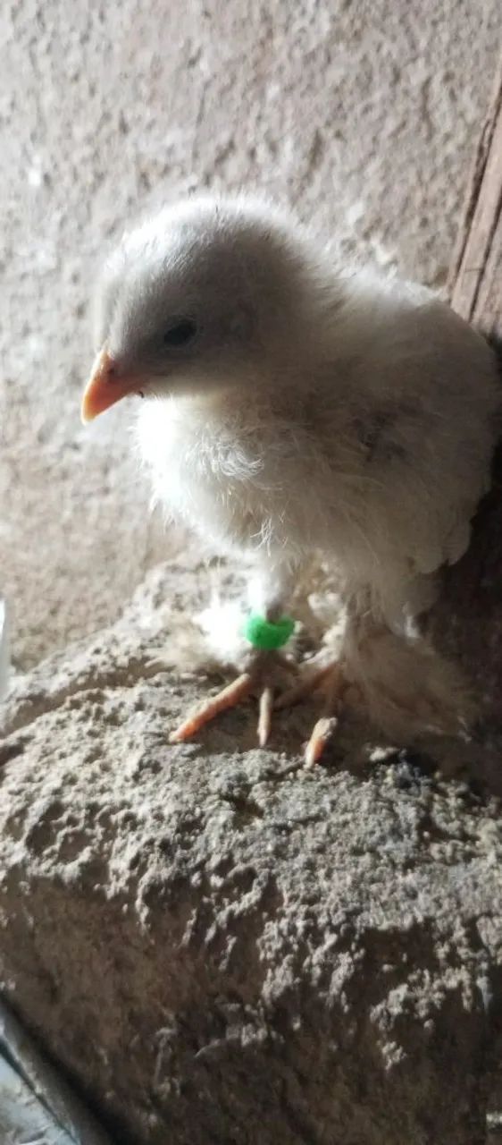 Pintinhos Brahma várias cores  - Foto 3