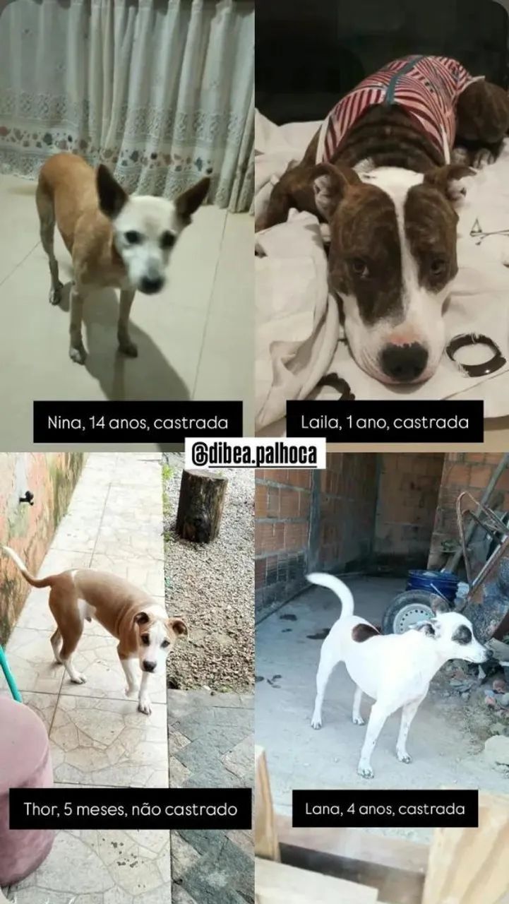 Adoção Responsável 
