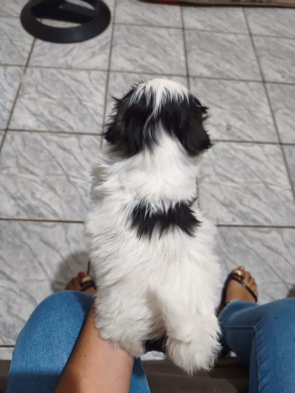 Shi tzu macho  - Foto 4