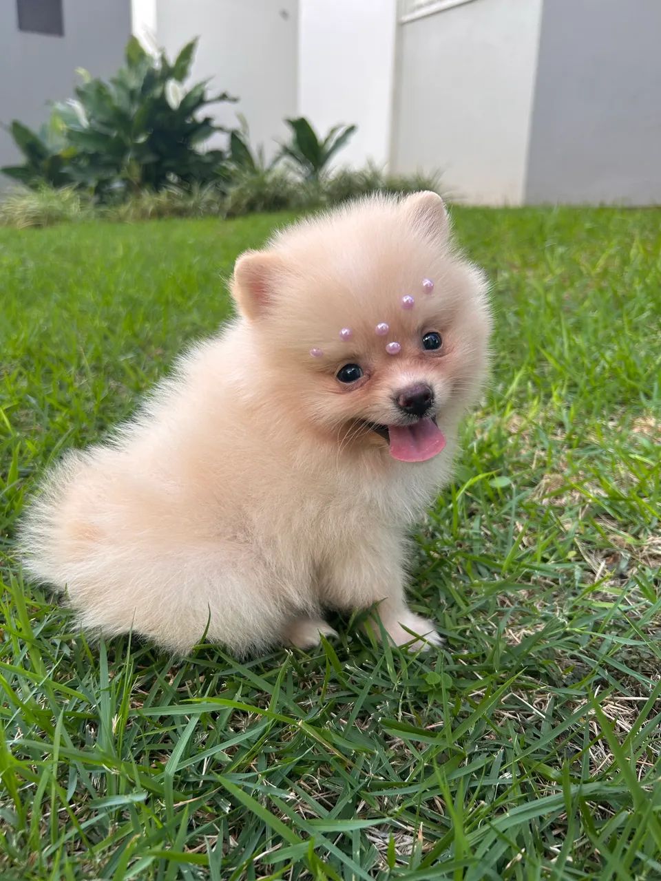 Spitz Alemão filhotes  - Foto 2