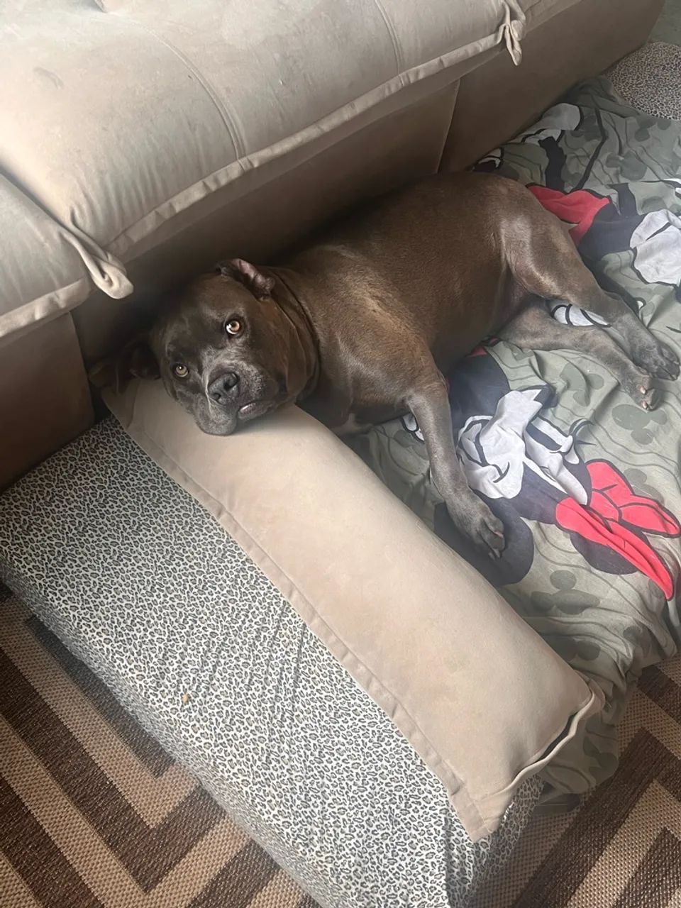Cachorro  - Foto 2