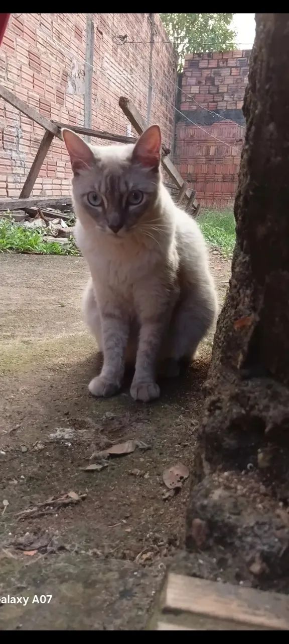 Doação responsavel  - Foto 3