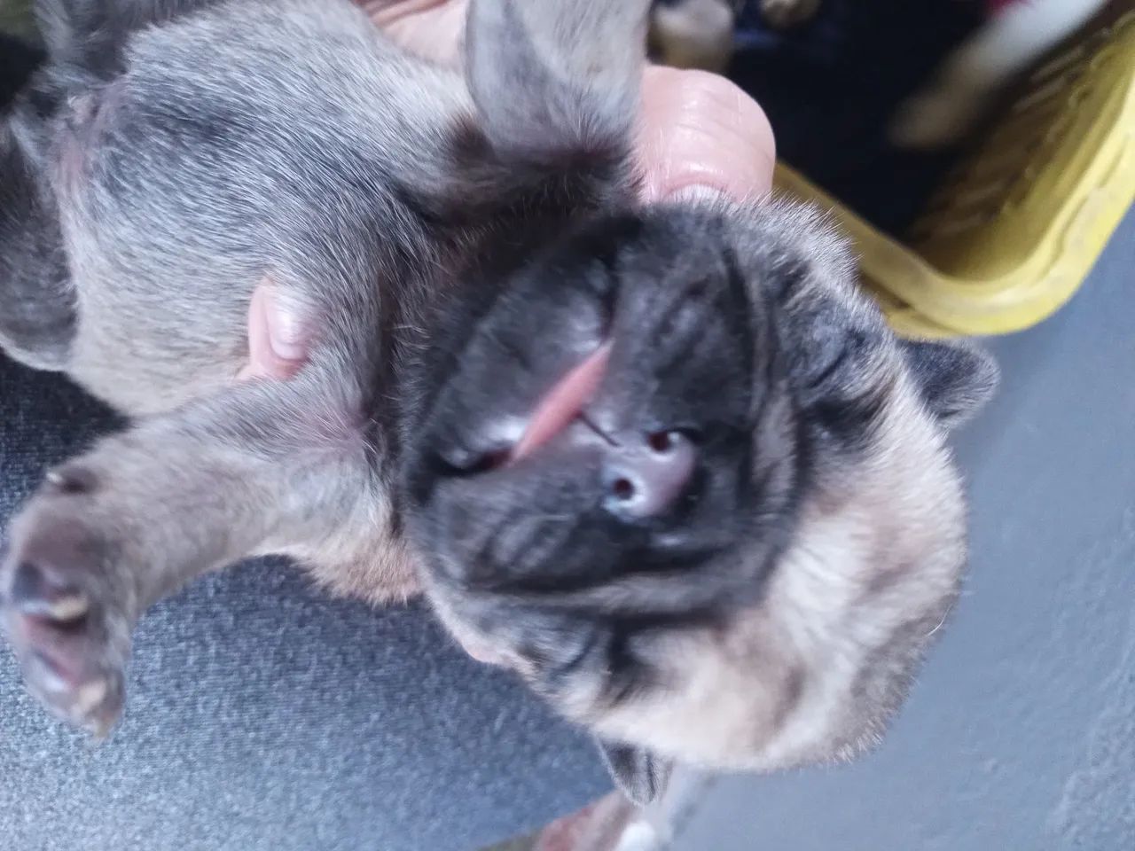 Cachorro pug - Foto 2