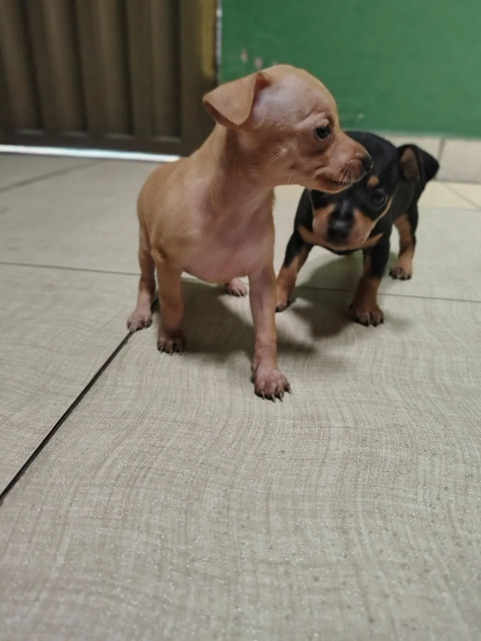 Pinscher 