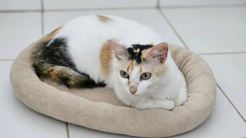 Gata castrada e vermifugada - Foto 5