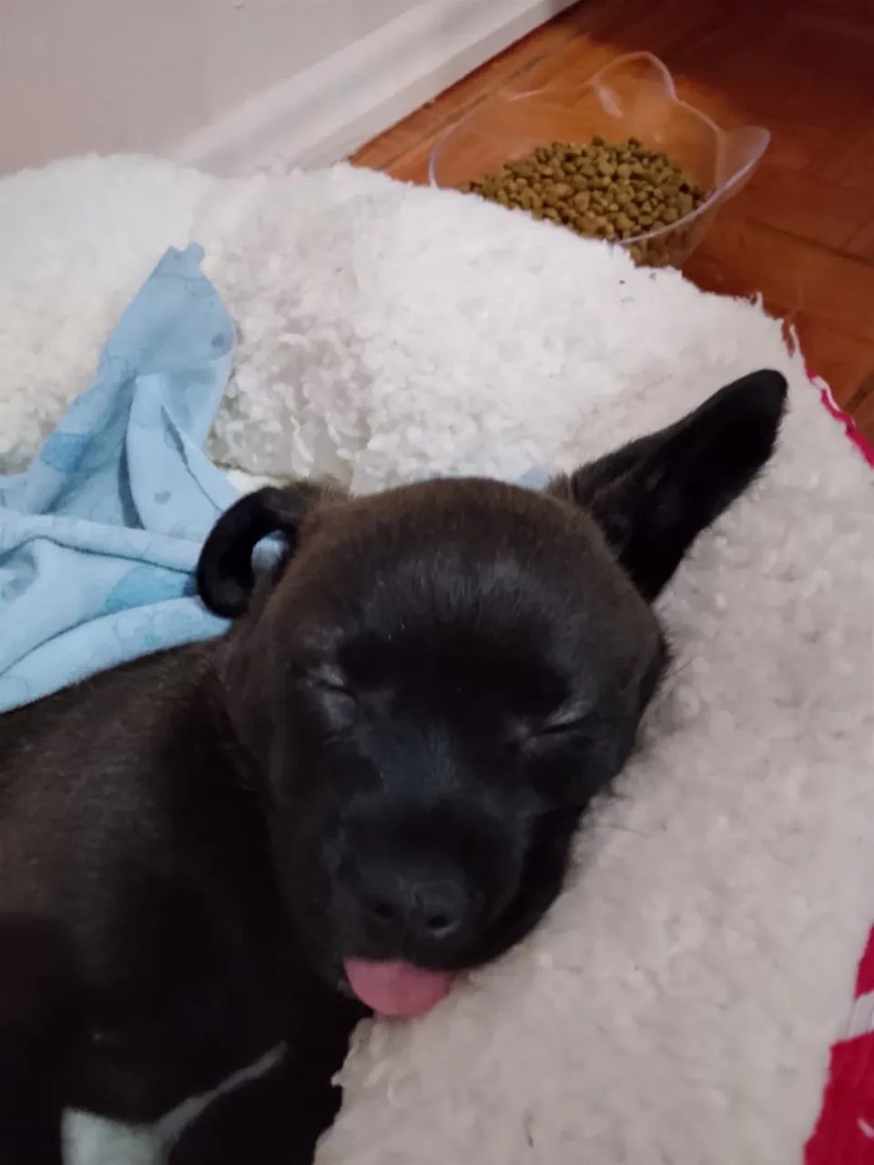 Cachorro Salsicha  - Foto 2