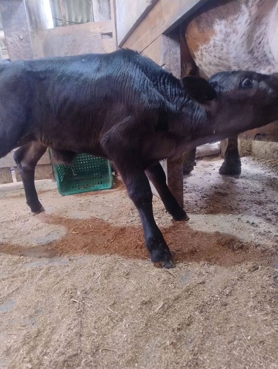 Bezerros Aberdeen angus 