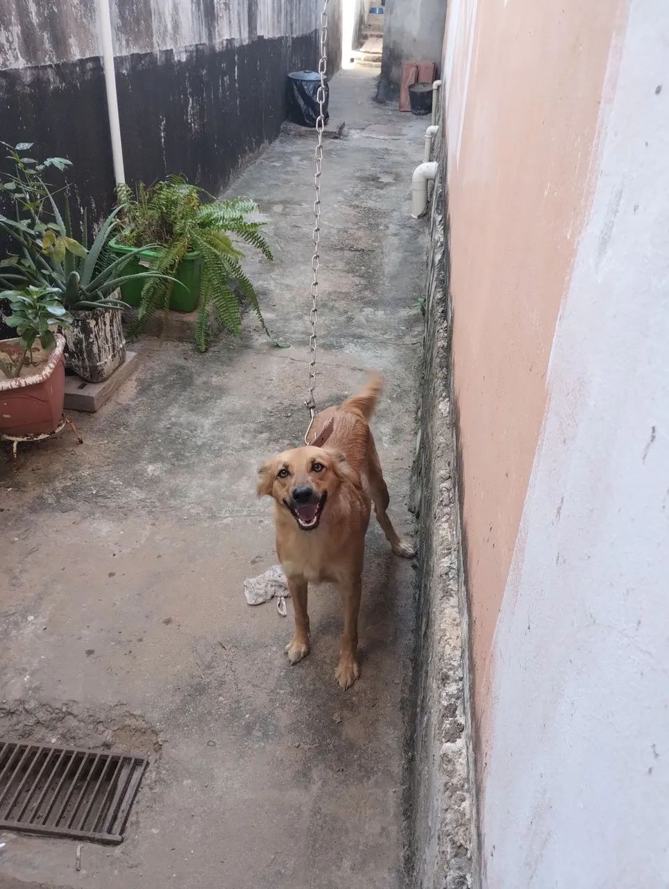 Doação dessa linda cachorra  - Foto 2