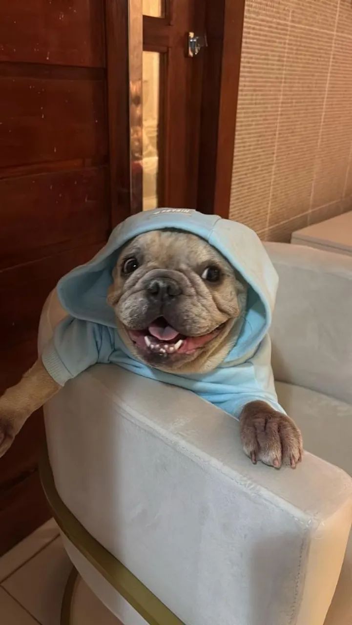 Vendo buldogue francês fêmea  - Foto 3