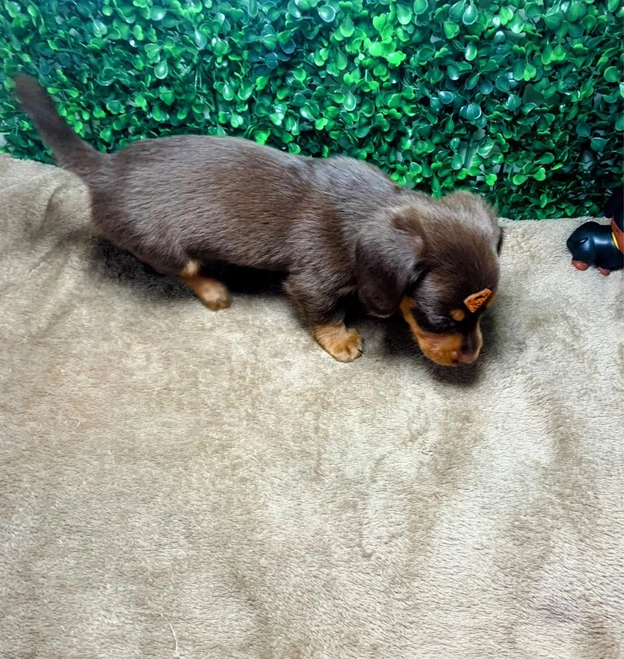 Dachshund Pelos longos Teckel Cofap Basset Salsicha Mofadinho Arlequim  - Foto 2