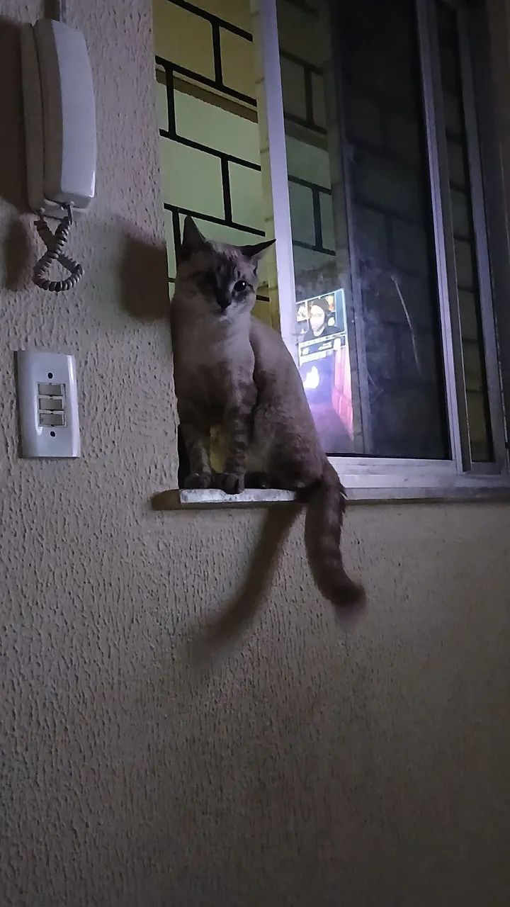 Gatinho para adoção 