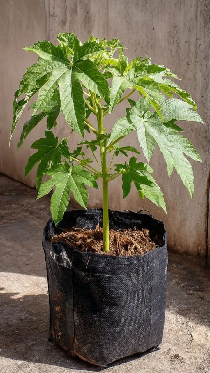 Muda de mamão  - Foto 2