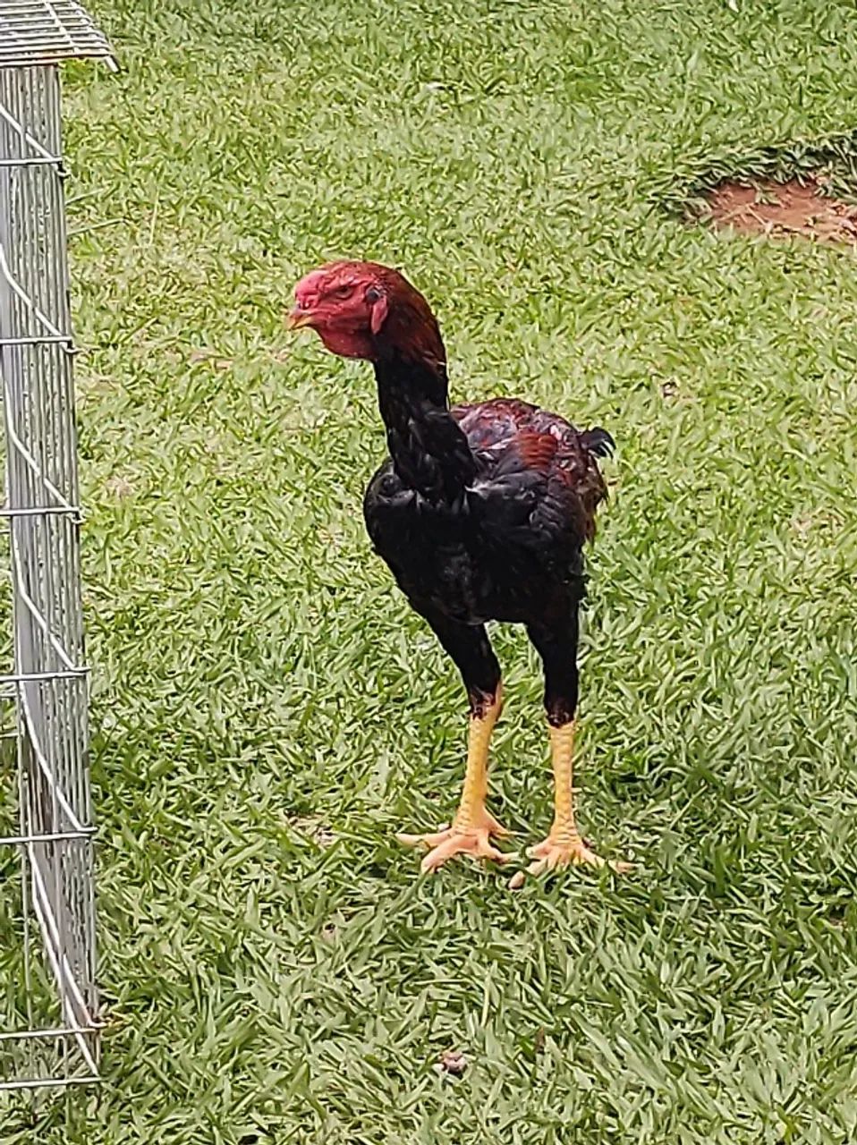 Frangos e Pintinhos ÍNDIO GIGANTE  - Foto 6