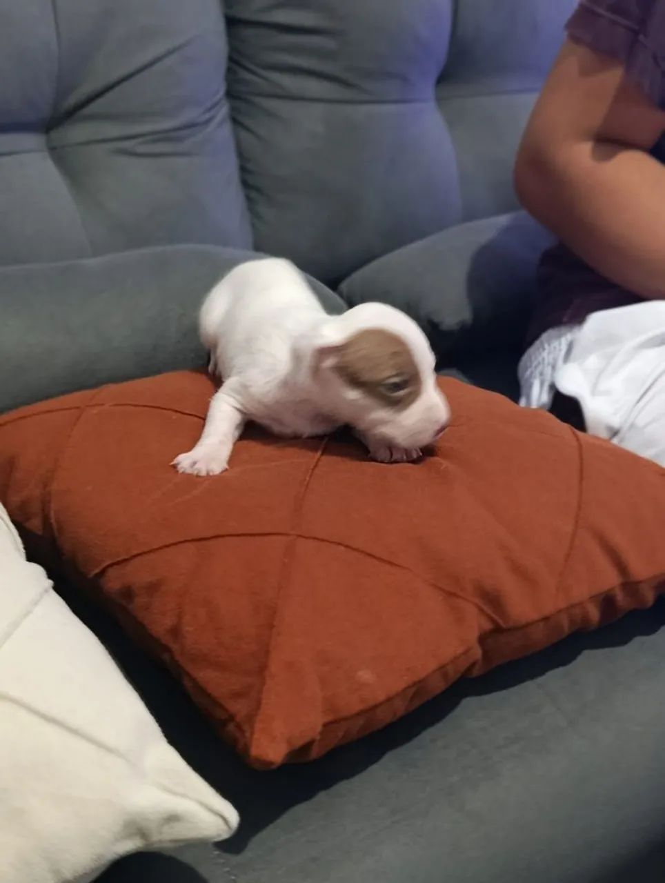 Filhotes de Pit Bull  - Foto 3