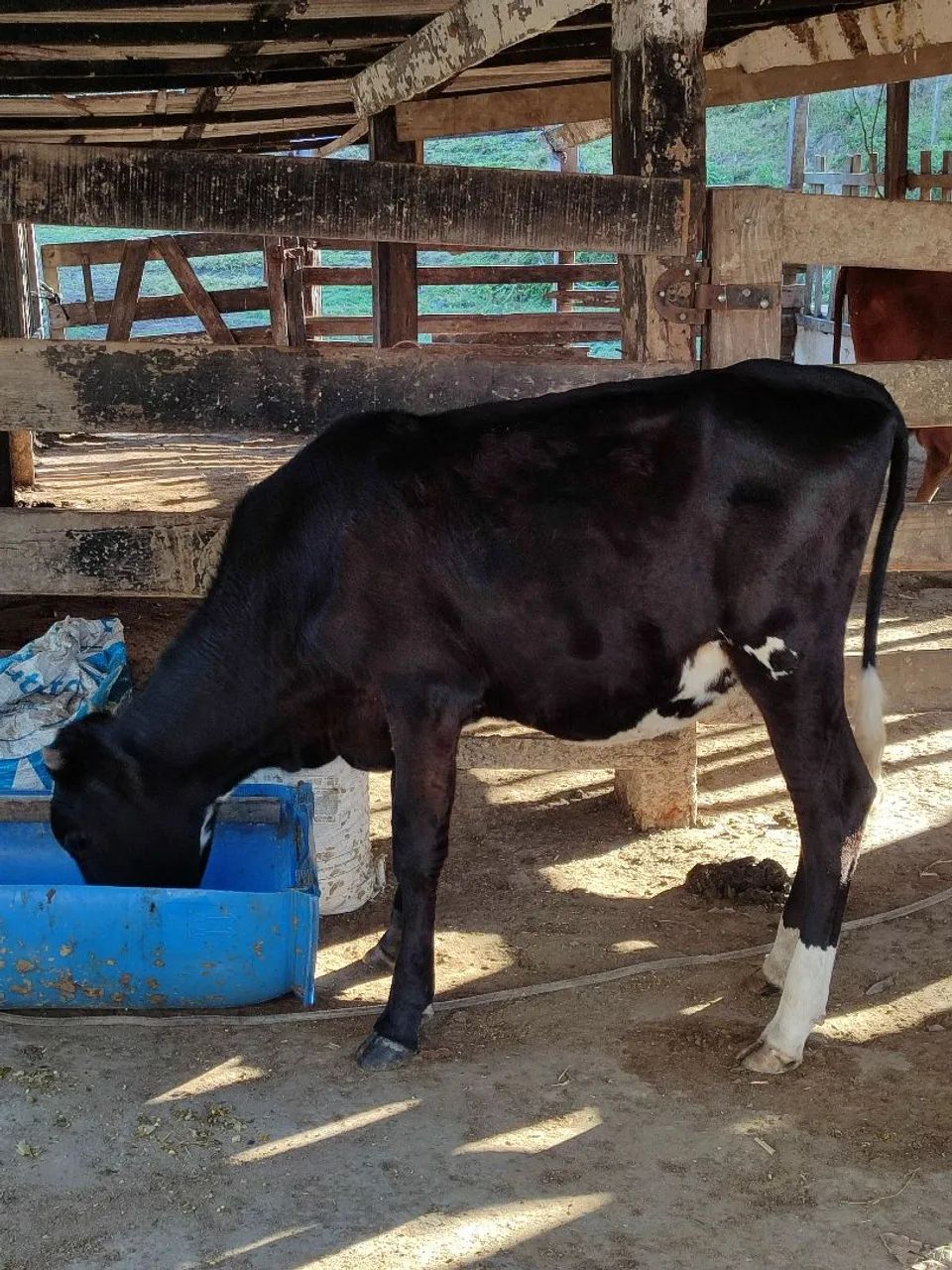 Vendo bezerro e bezerra - Foto 3