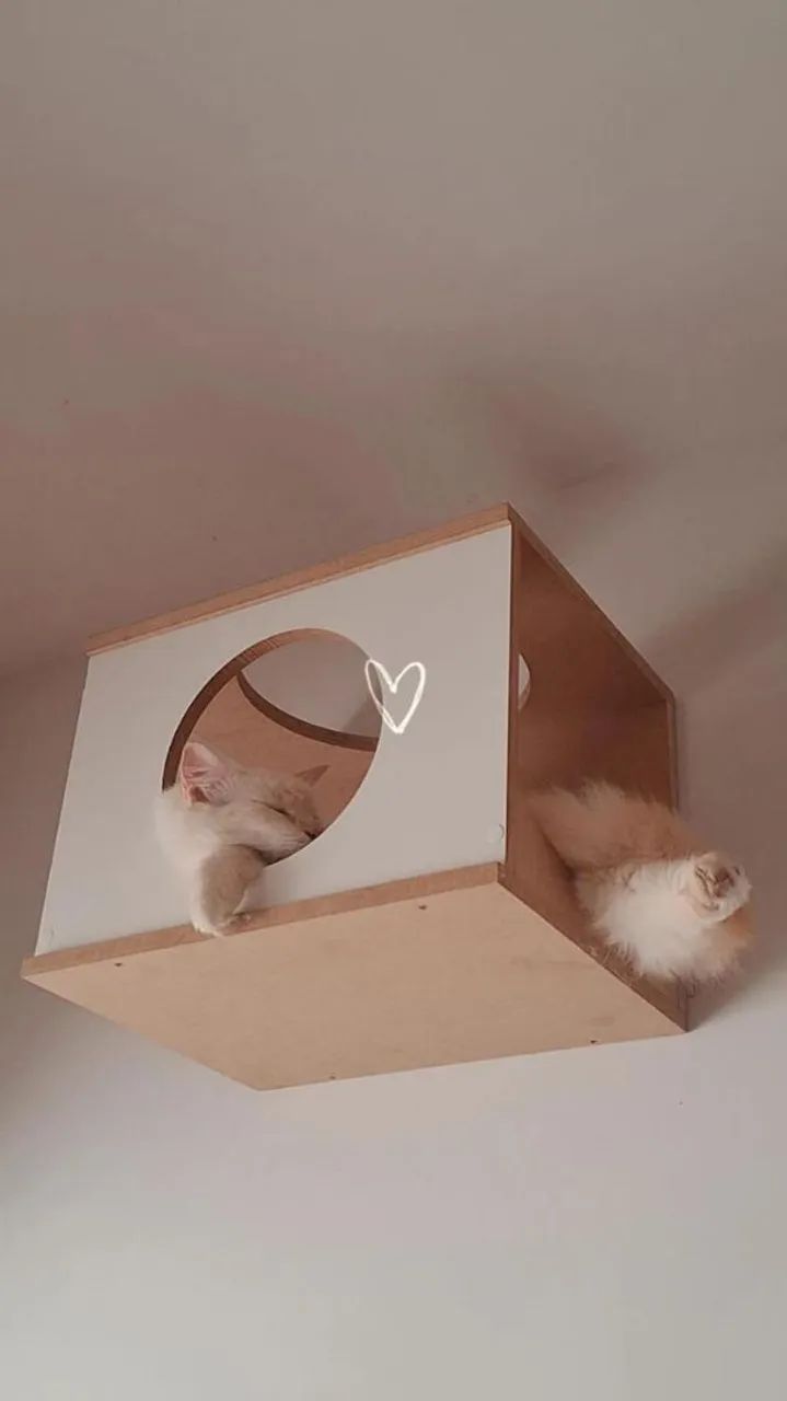 Gato mestiço  - Foto 2