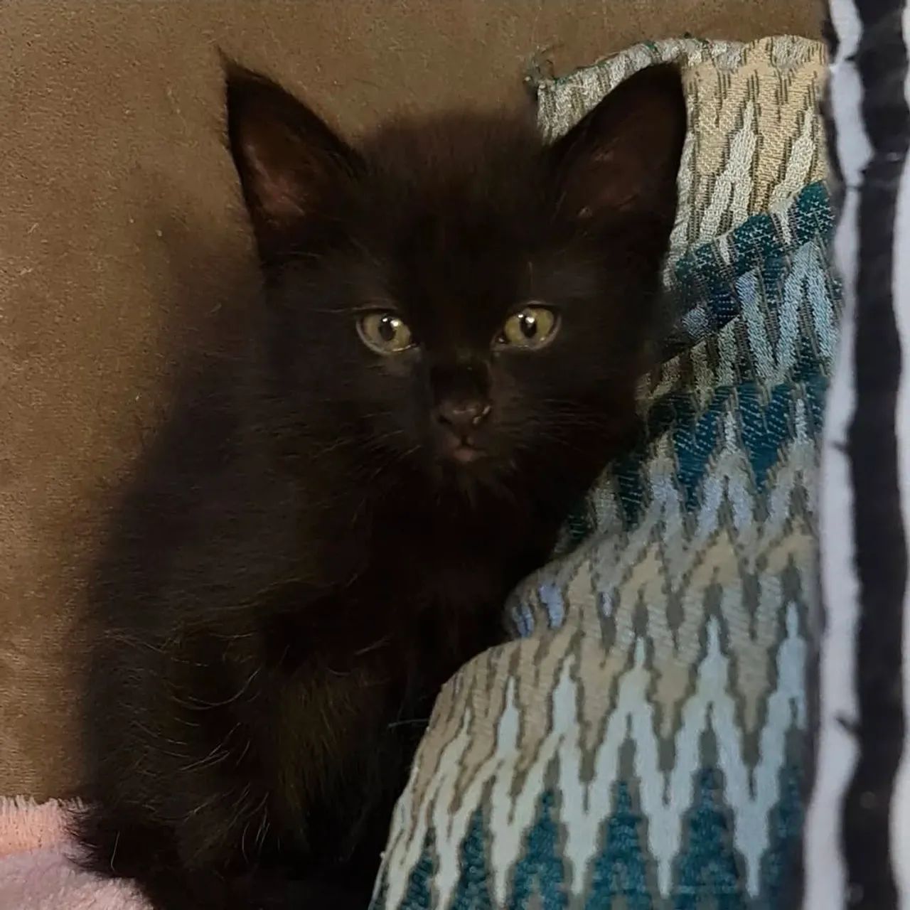Filhote de Gato Angora65570229911427125