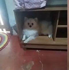 Cachorro - Foto 3