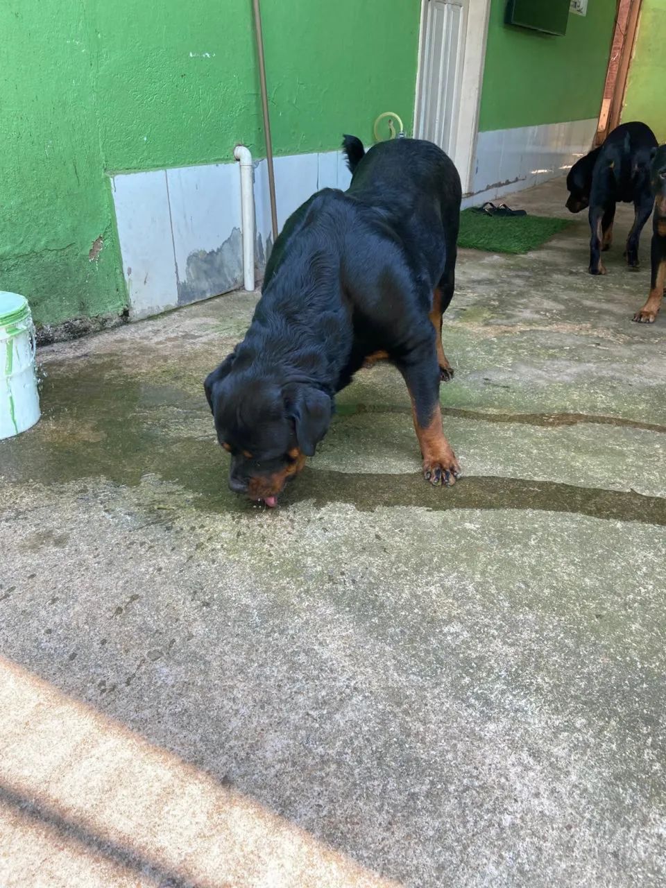  rottweiler  - Foto 5