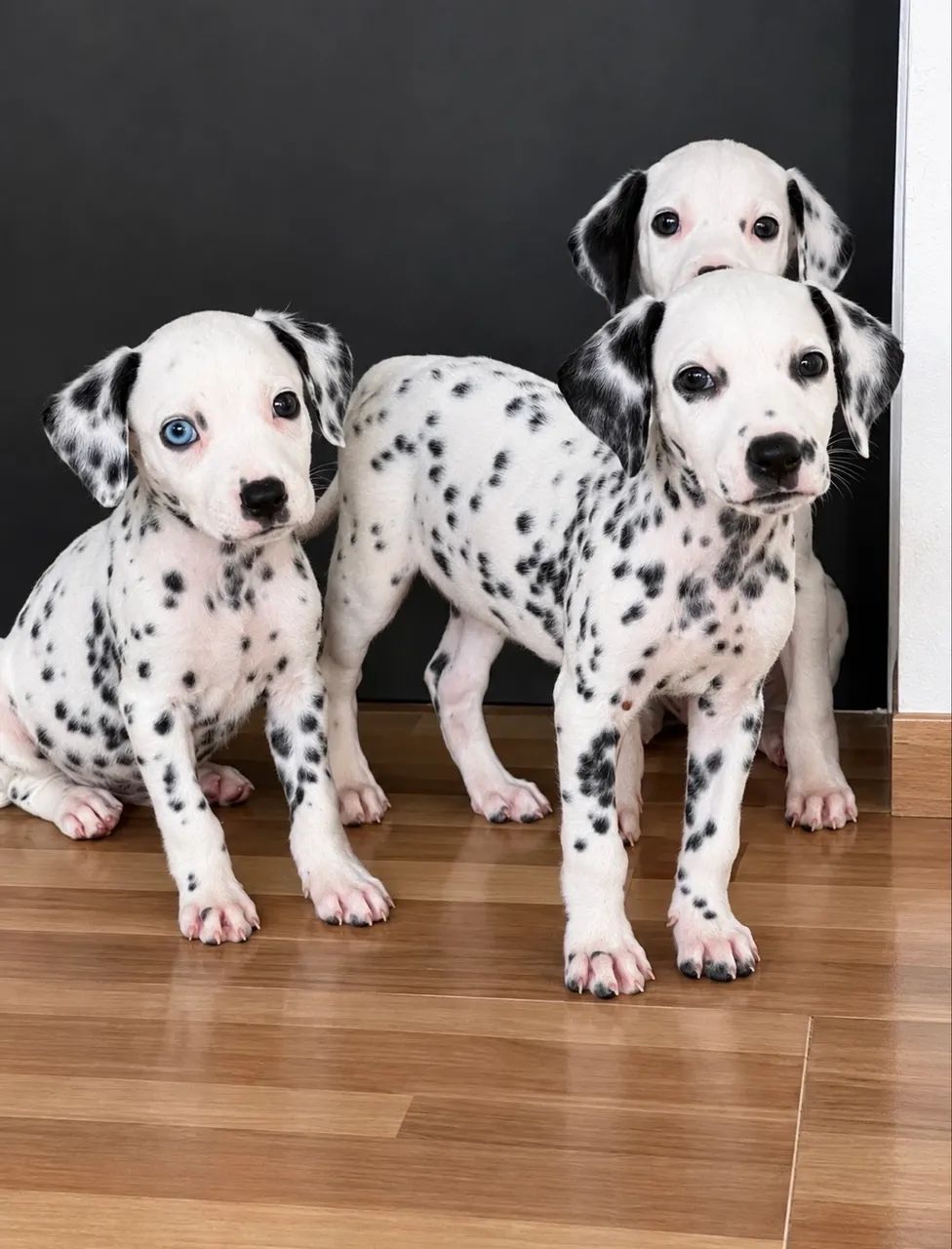 Dalmata puro 