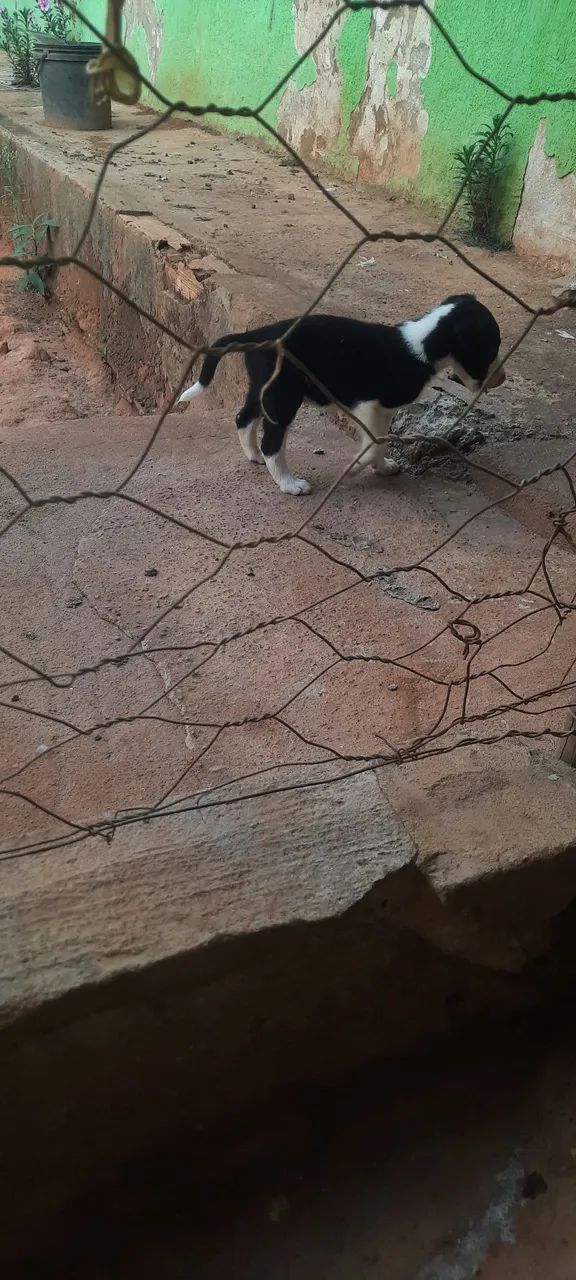 border collie - Foto 3