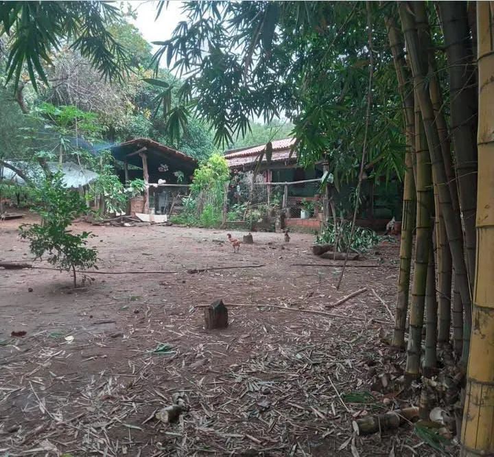 Chácara a venda, 16km de Taquaruçu, 6 alqueires  - Foto 5