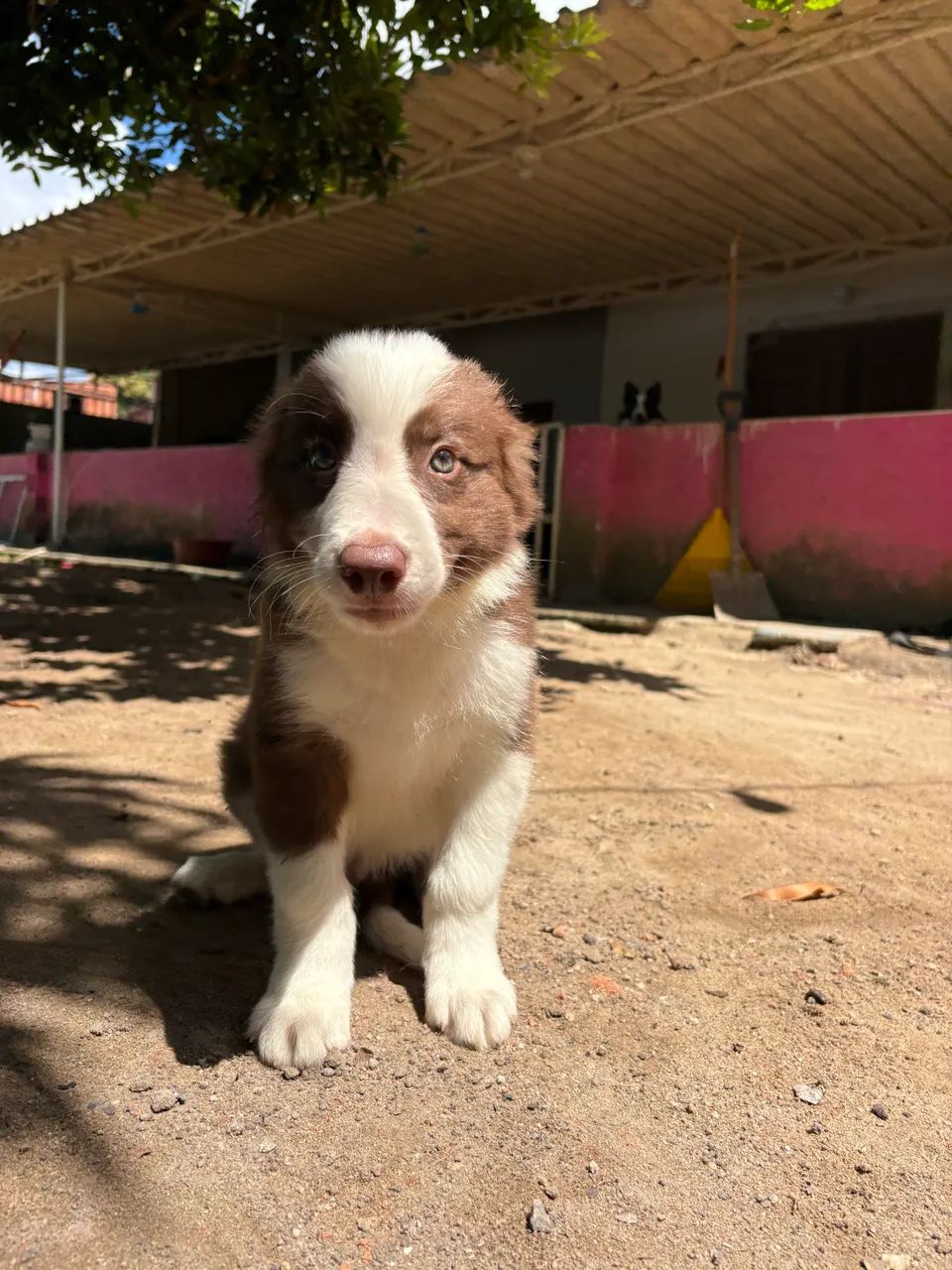 Filhote de Border collie - Foto 3