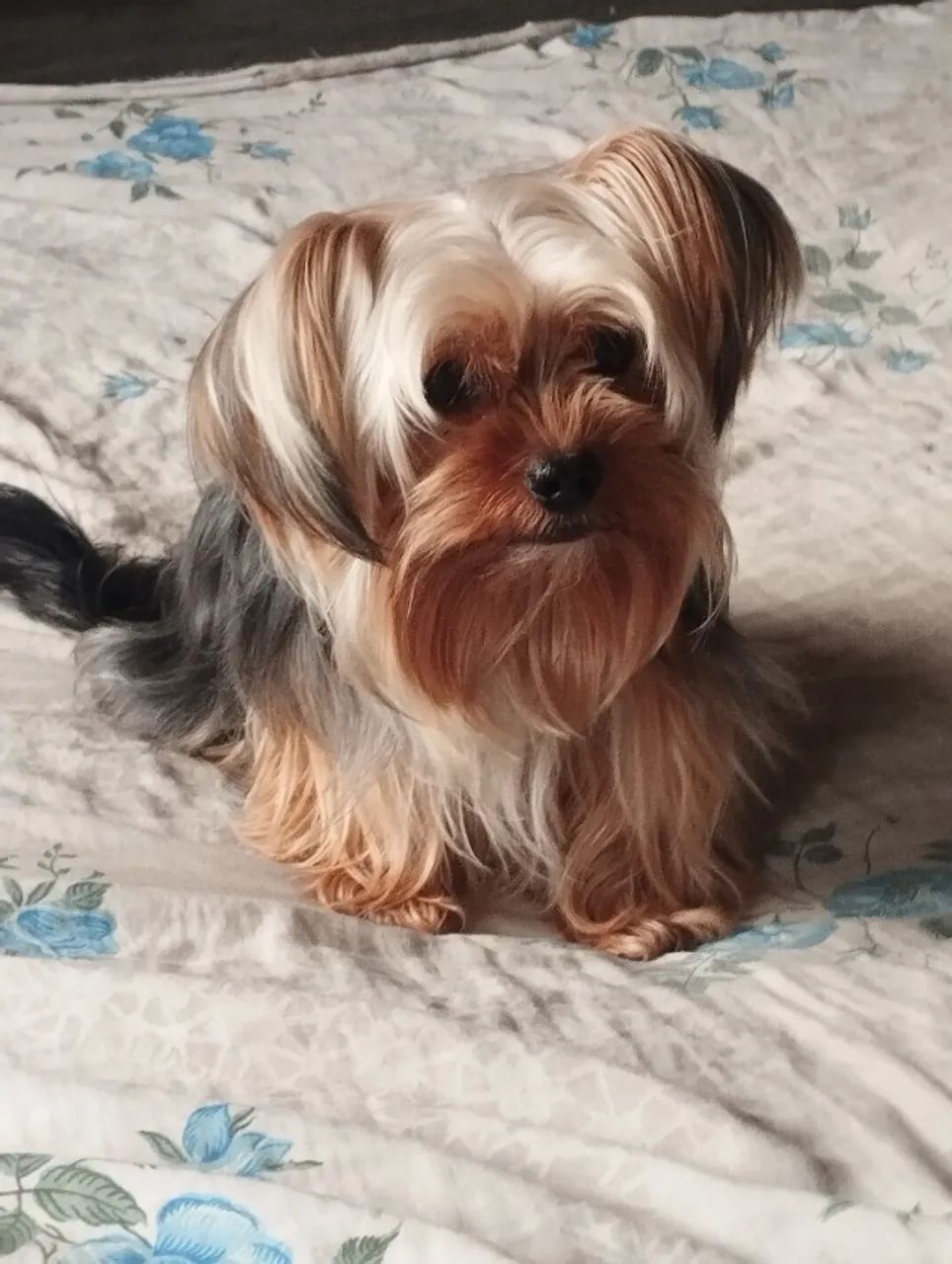 Yorkshire machinho - Foto 2