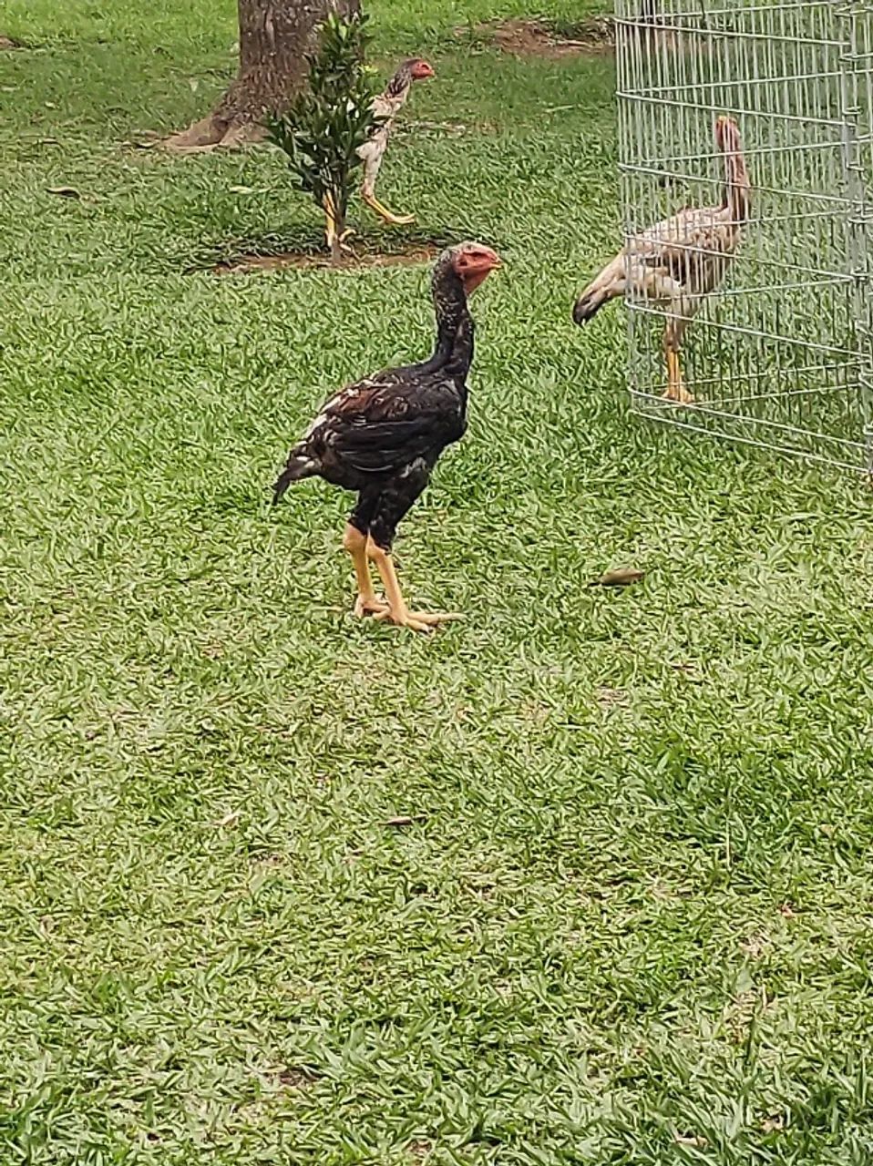 Frangos e Pintinhos ÍNDIO GIGANTE  - Foto 3