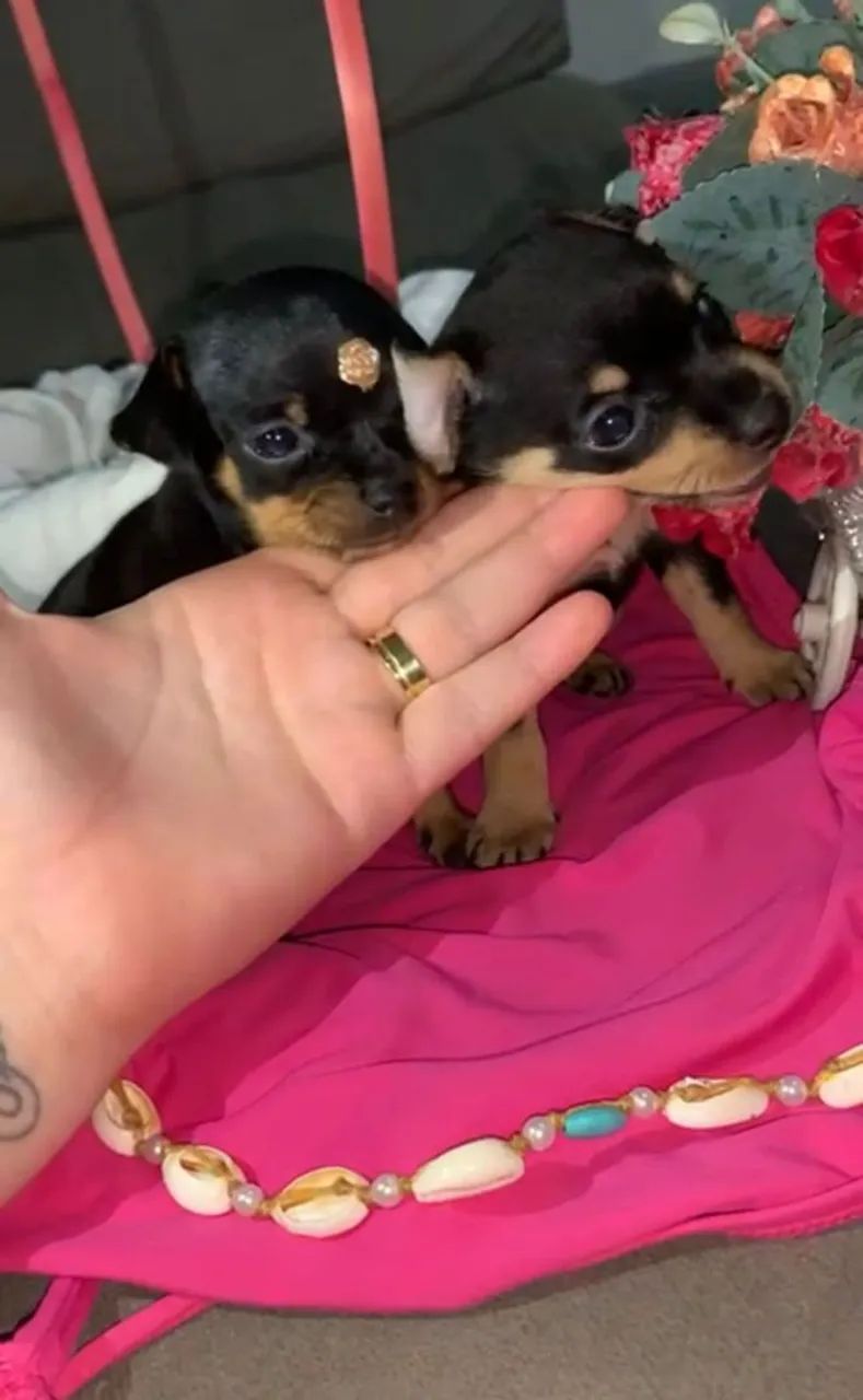 Pinscher zero  - Foto 3