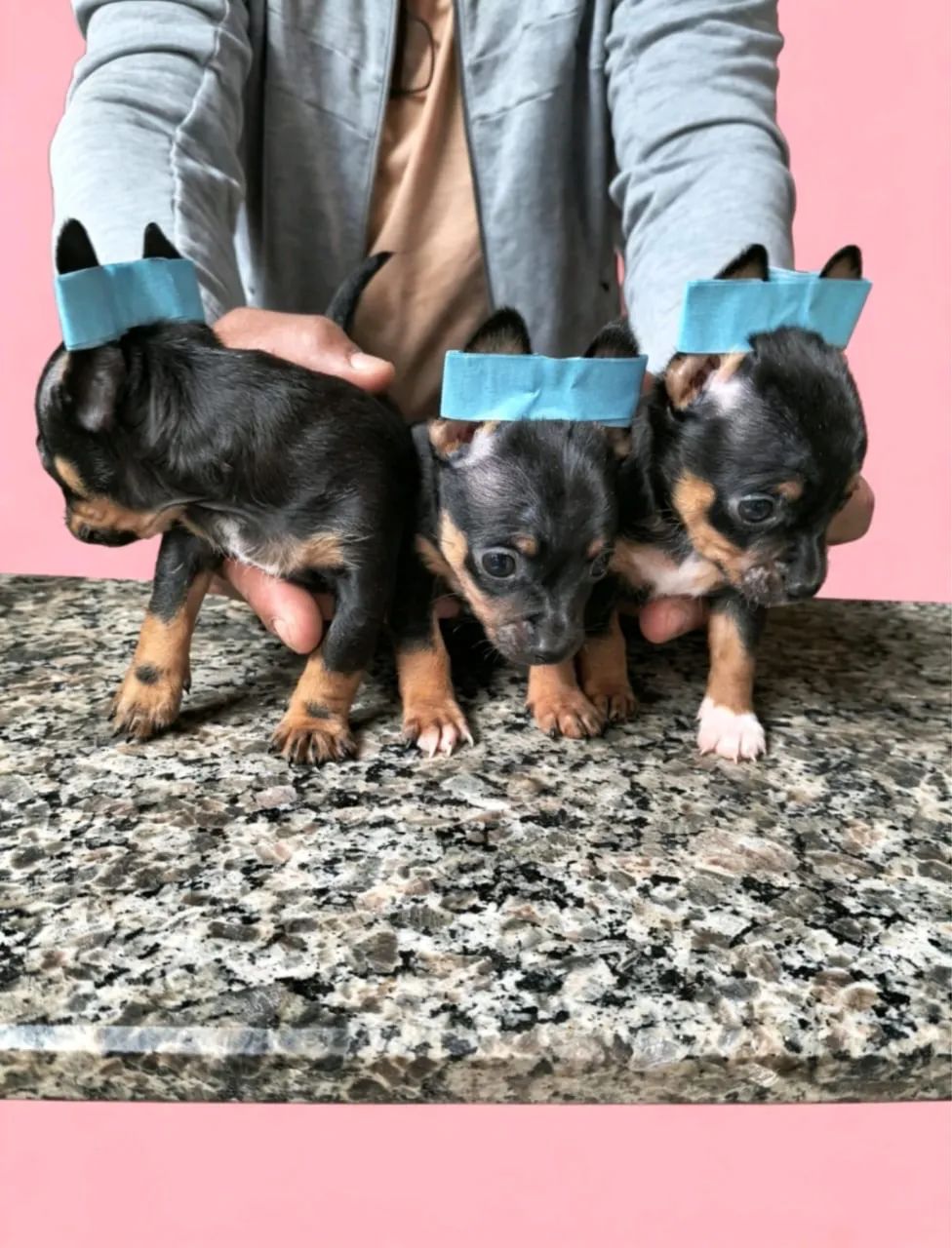 Pinscher mini 