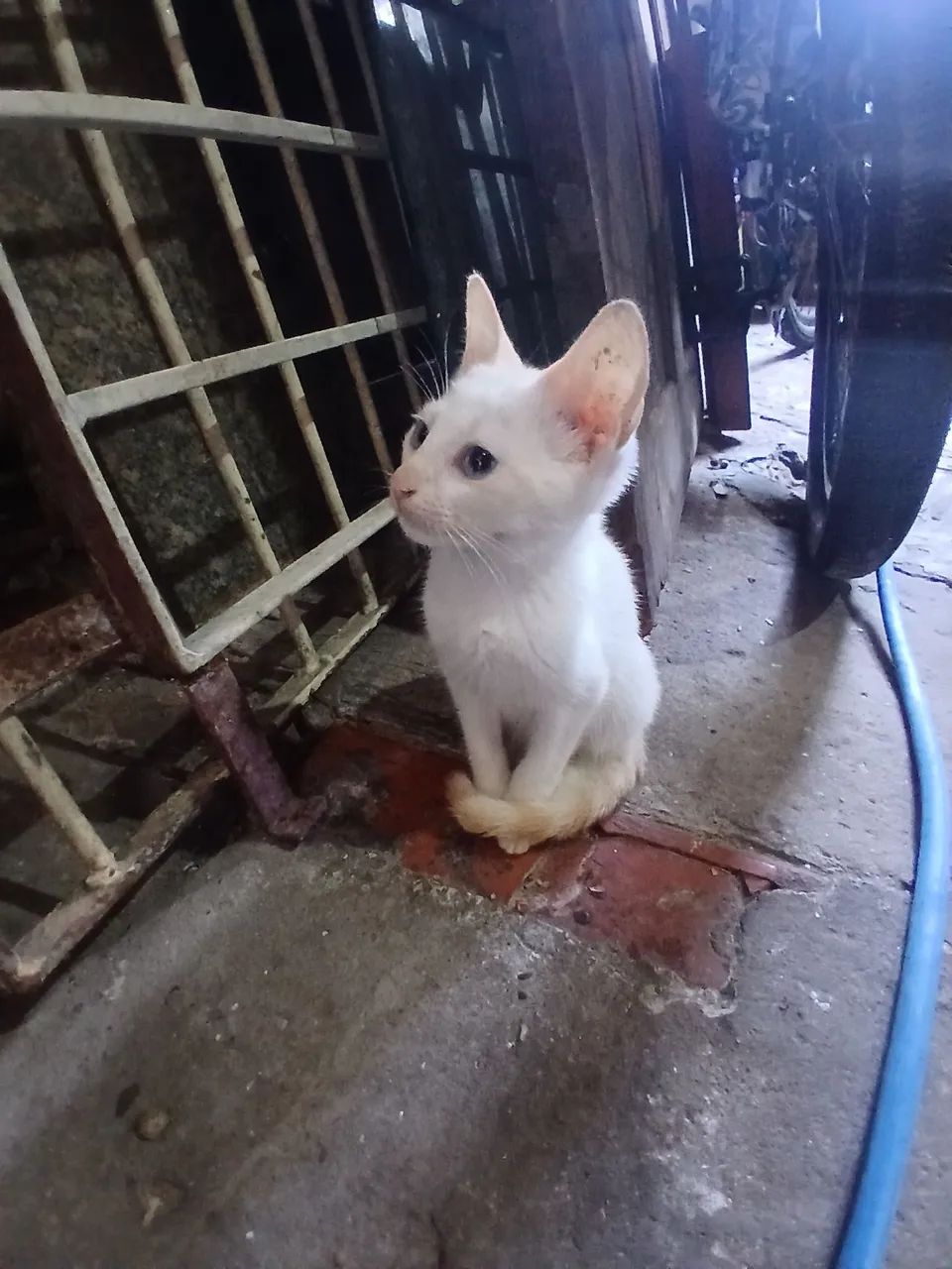 Gato  - Foto 3