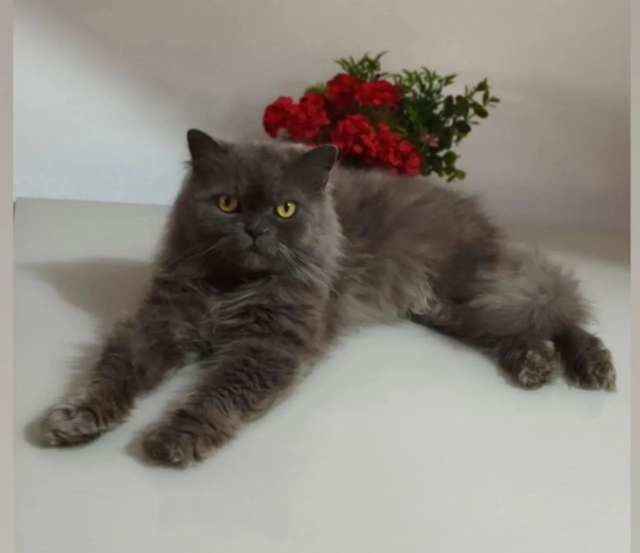 Gato persa cinza 