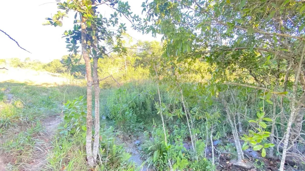Fazenda em Aragoiânia, 15,8 hectares, 1km do asfalto, 10 km do centro de Aragoiânia, excel - Foto 4