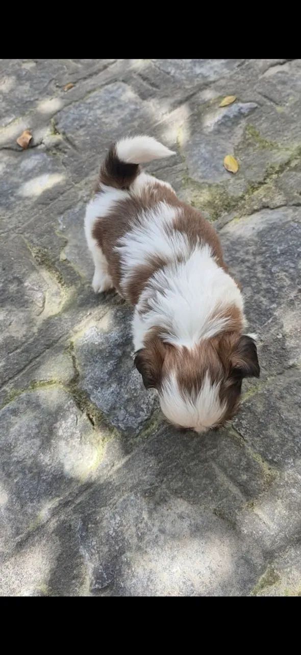Shitzu Macho disponível pra reserva  - Foto 3
