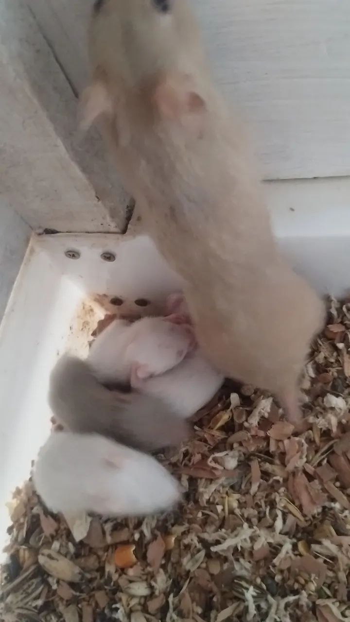 Filhotes de hamster  - Foto 3