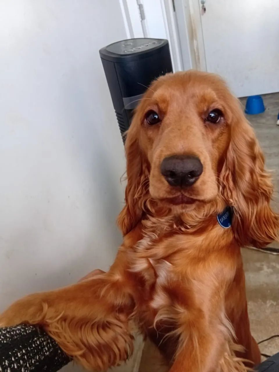 Cobertura - Cocker Spaniel Inglês Macho para Cruzamento