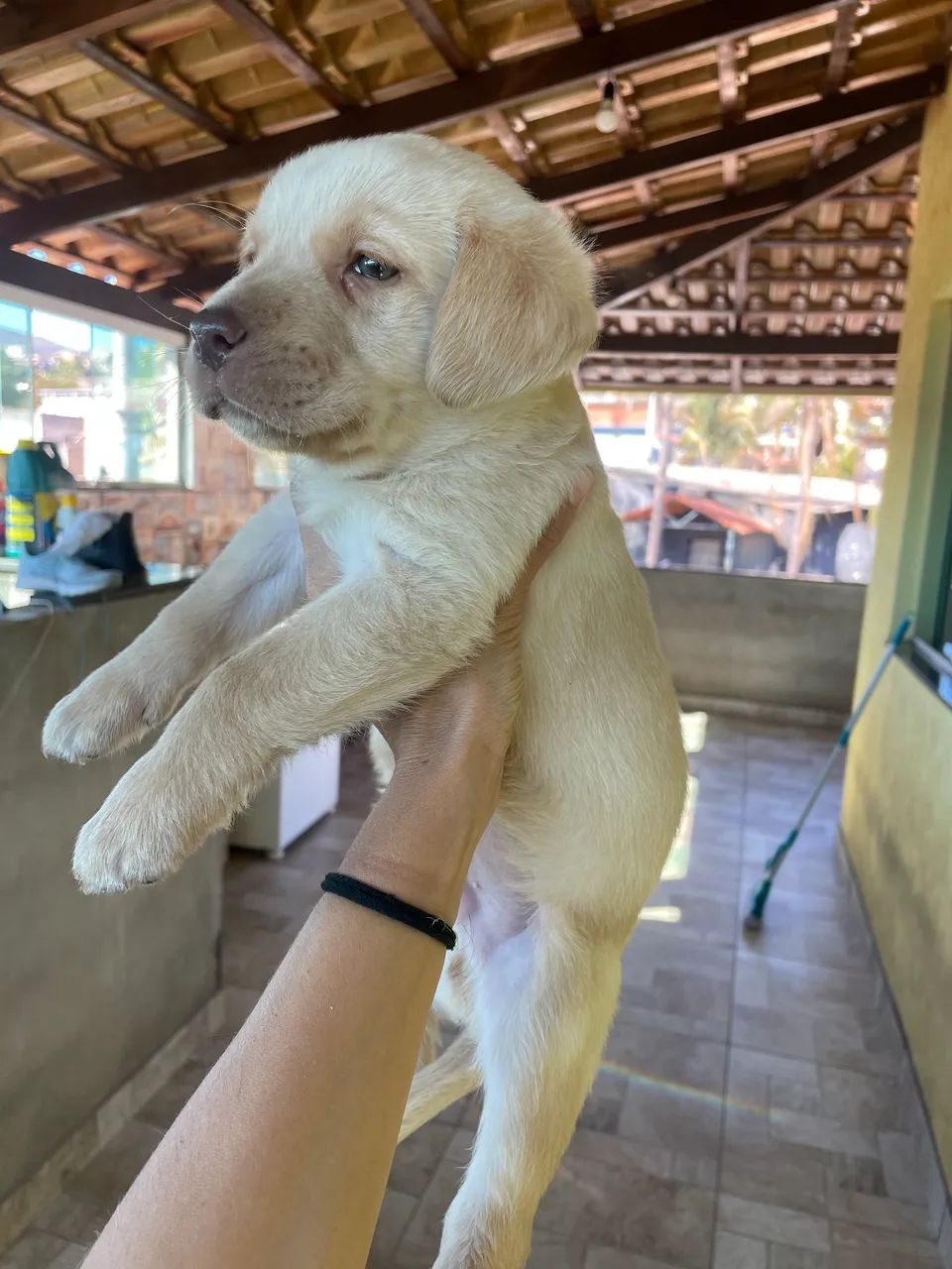 Filhote Labrador puro  - Foto 2