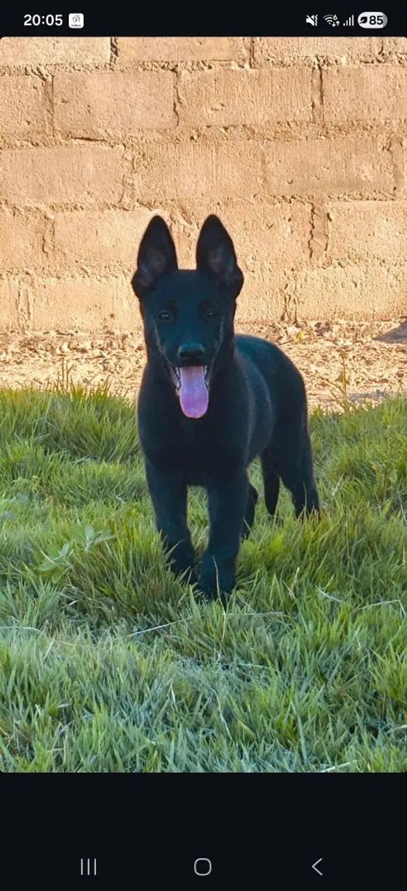 Pastor belga de malinois  - Foto 5
